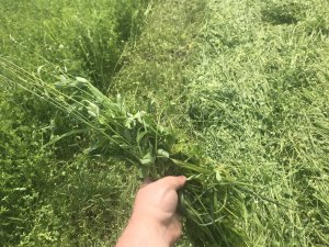 Mieszanka motylkowych