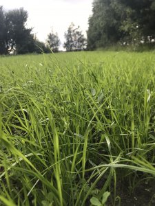 Mieszanka Poplonowa Barenbrug Polska Łąka