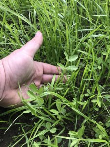 Mieszanka Poplonowa Barenbrug Polska Łąka