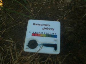 MOCZNIK i działanie na PH po miesiącu