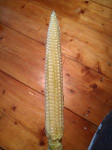 Nordicstar syngenta 190 FAO