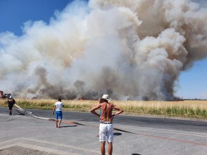 Pożar jęczmienia ozimego.