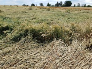 pszenica artist 06.07.2019