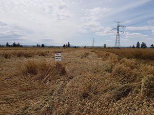 pszenica artist 07.07.2019