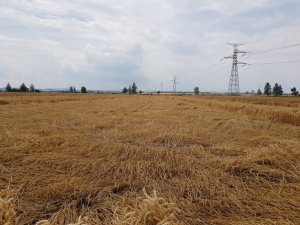 pszenica artist 19.07.2019