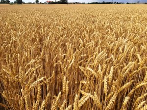 Pszenica Belissa  10.07.2019