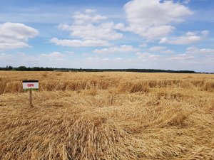 Pszenica expo 07.07.2019