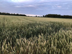 Pszenica jara arabella