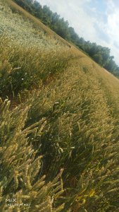 Pszenica jara Goplana