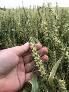 Pszenica jara Quintus