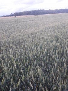 Pszenica jara tybalt