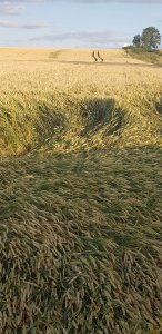 pszenica Kilimandżaro 