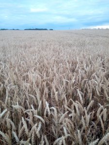 Pszenica ozima Tobak