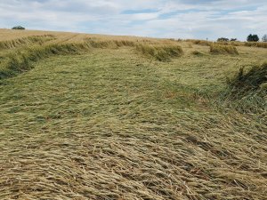 pszenica rivero 06.07.2019