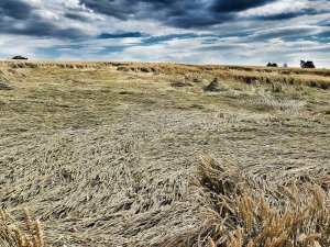 pszenica rivero 06.07.2019