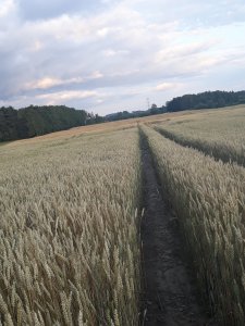 Pszenica zimowa arkadia