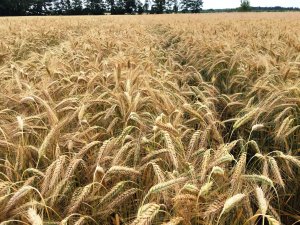 Pszenżyto Kasyno  4.07.2019