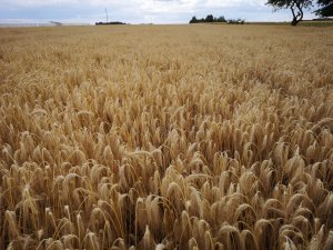 Pszenżyto ozime Gringo 