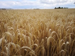 Pszenżyto ozime Gringo