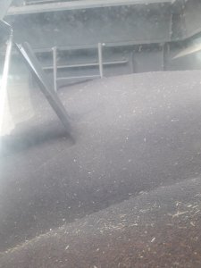 Rzepak w zbiorniku Fendt 6275l 