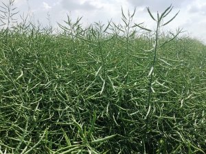 Rzepak LG Alabama - średni plon 3,4 t/ha