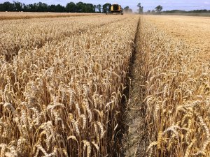 Pszenica LG Jutta (7,38 t/ha)   22.07.2019