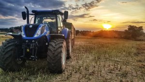 Żniwa rzepaczane 2019