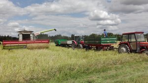 Żniwa rzepakowe 2019