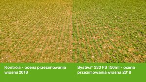 BASF Systiva 333FS - ocena przezimowania