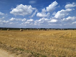 Bele po Lely Welger RP445