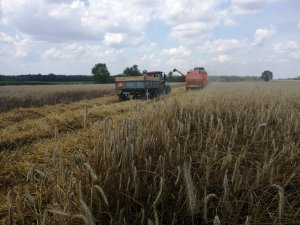 Dronningborg 3000 + Case Farmall 85A 