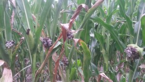 Głownia guzowata kukurydzy