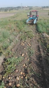 Kopaczka elewatorowa & Ursus C-360