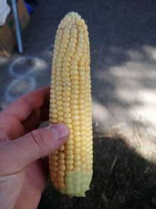 Kukurydza 