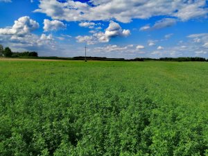 Mieszanka Lucerny z kupkuwką 