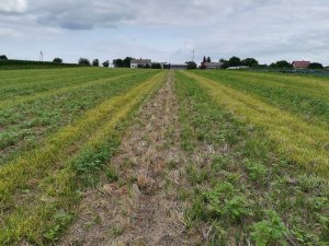 Mieszanka poplonowa - najgorsze miejsce na polu