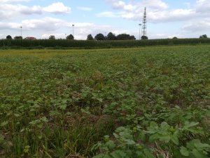 Mieszanka poplonowa stan na 3.08