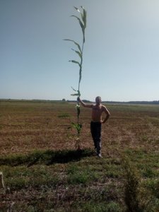 sorgo 2019