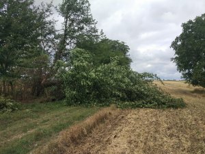 Złamana czereśnia