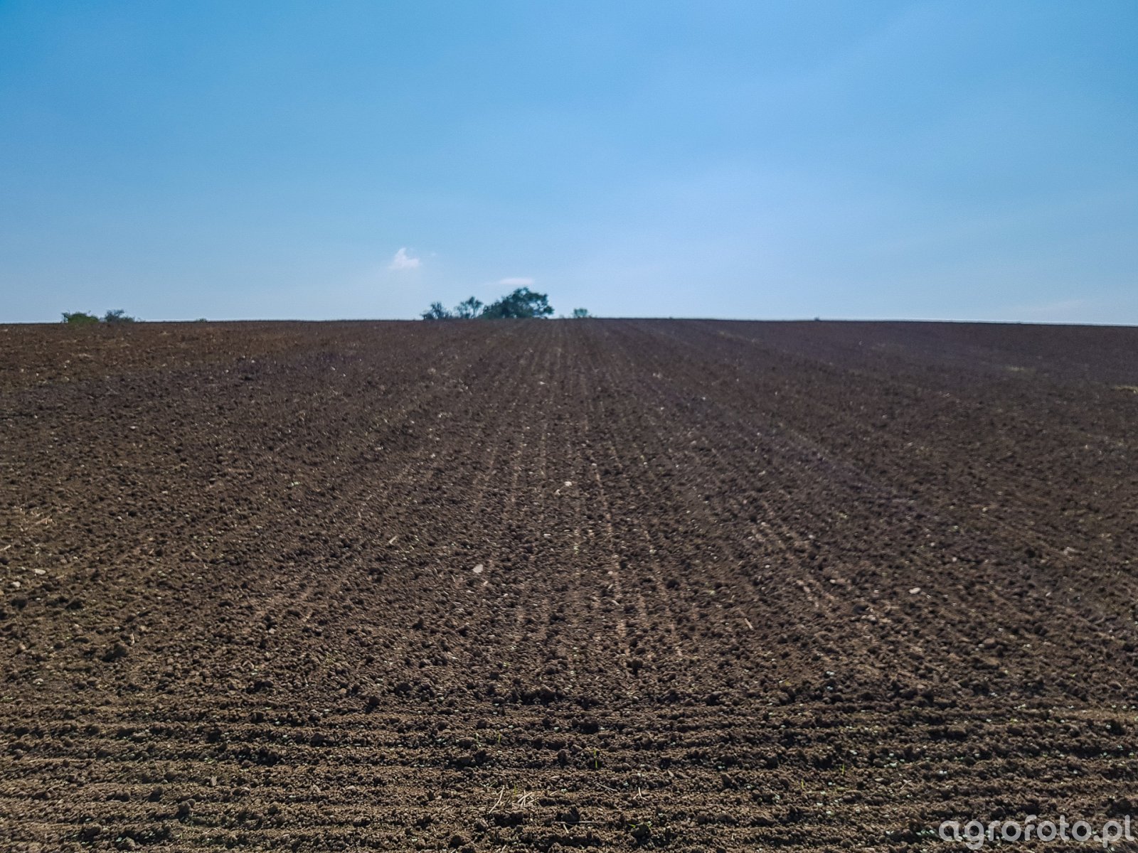 Rzepak ozimy: Duke F1, Prince F1 i Phoenix CL - 01.09.2019