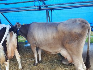 Brown swiss 