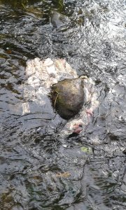 Chamstwo myśliwych.