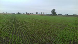 Jęczmień concordia