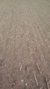 Jeczmien Jakubus bezorkowo