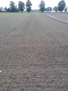 Jęczmień ozimy Concordia