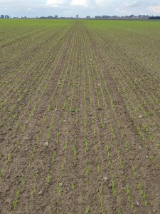 Jęczmień Ozimy Gloria i Concordia