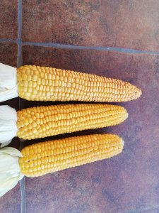 Kukurydza 