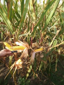 Pioneer 8307 albo 9241