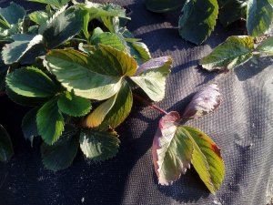 Plamistość czerwona truskawek