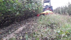 Podcinarka porzeczek